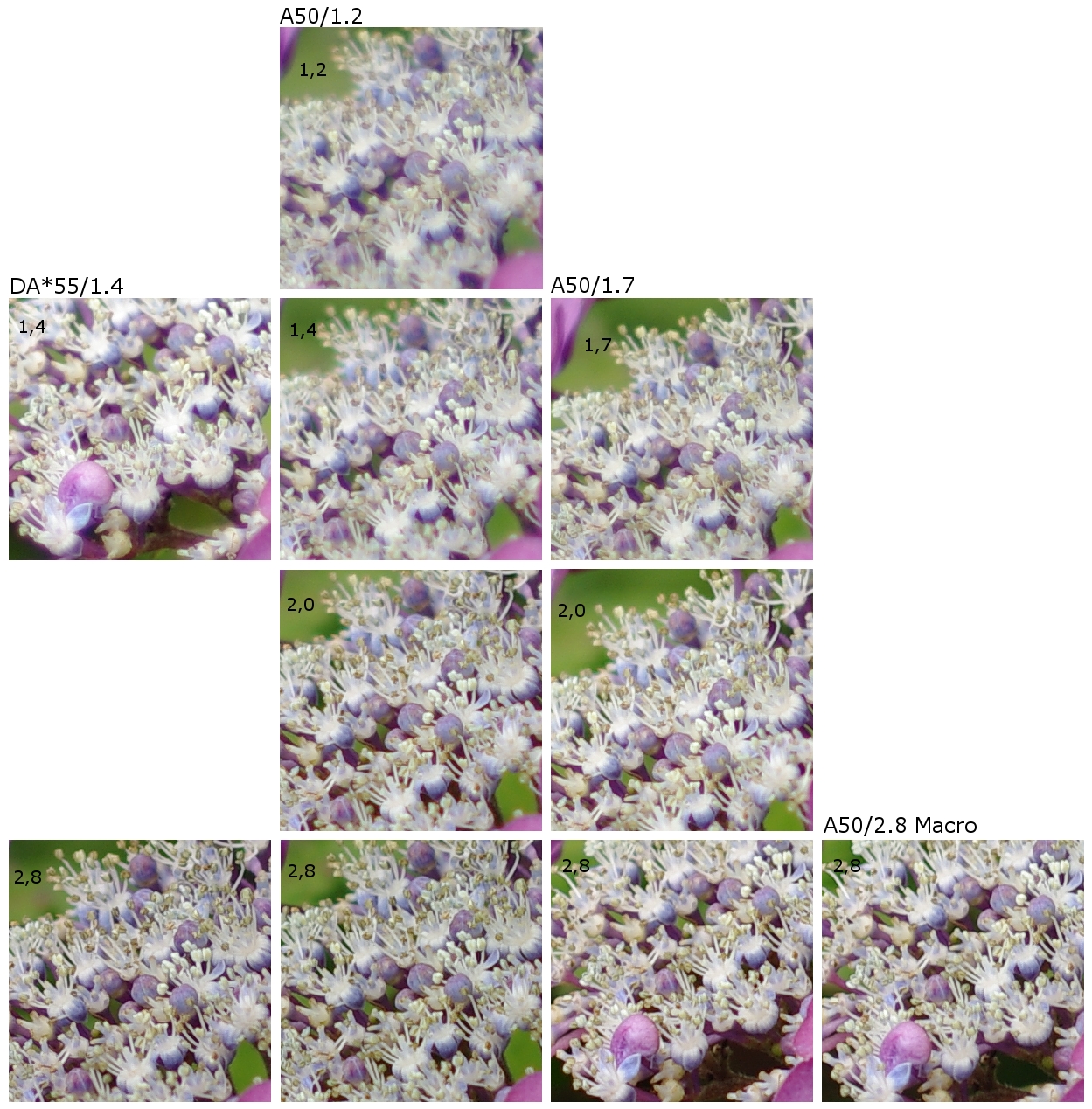Blütenvergleichsbilder