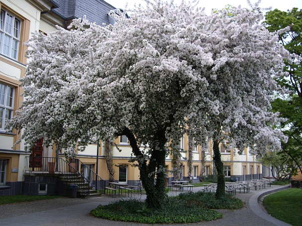 Blühender Baum